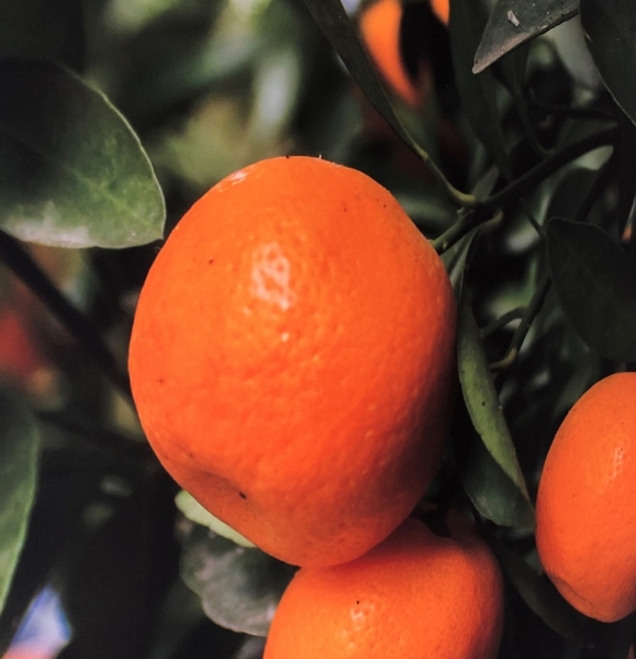 Akustikbild- close up